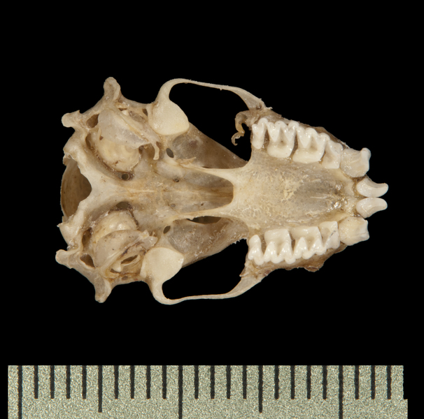 Craniata