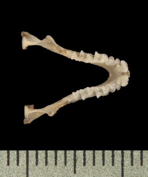 lower_dorsal6238