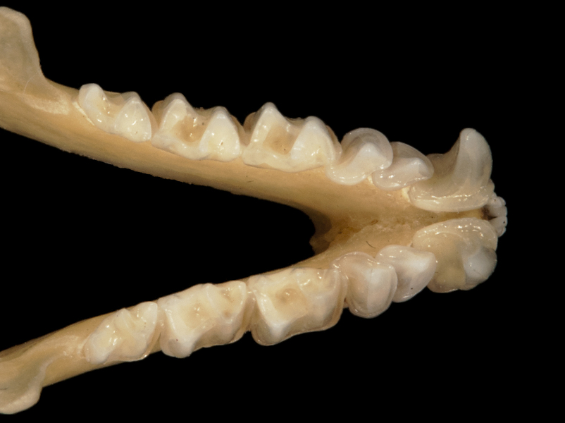 Deuterostomia