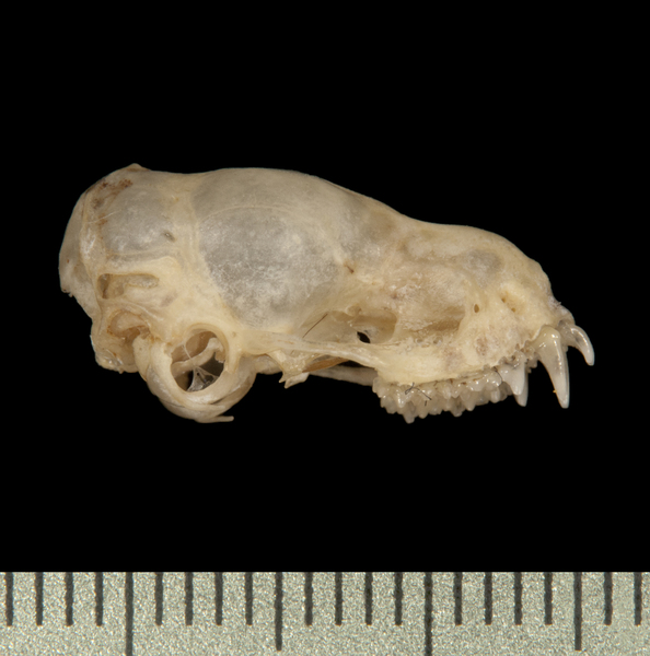 Eumops patagonicus
