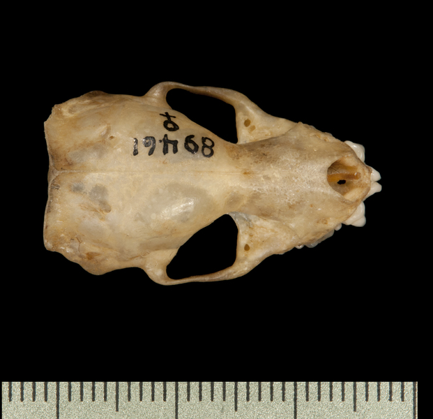 dorsal6209