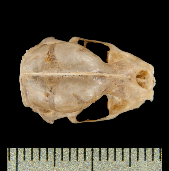 Craniata