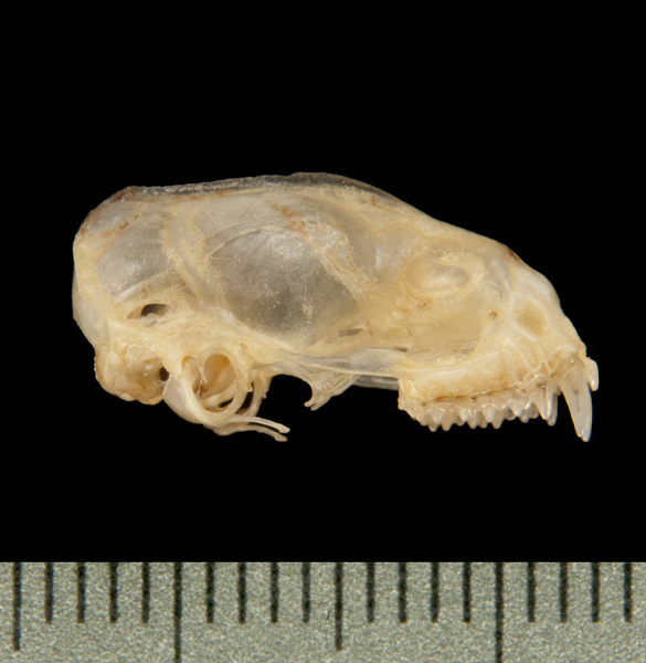 Craniata