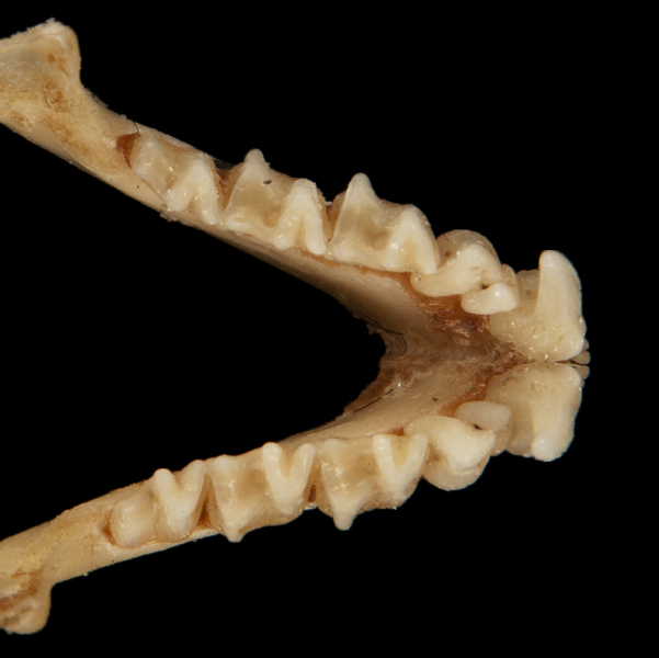 Craniata