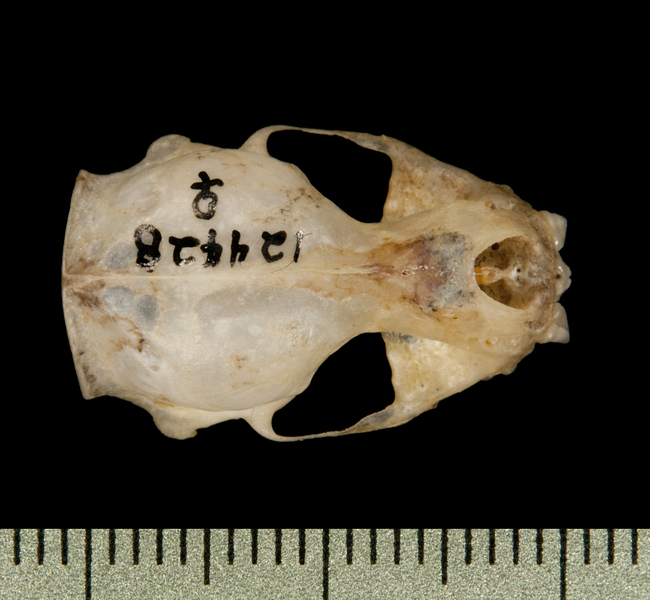 dorsal6289