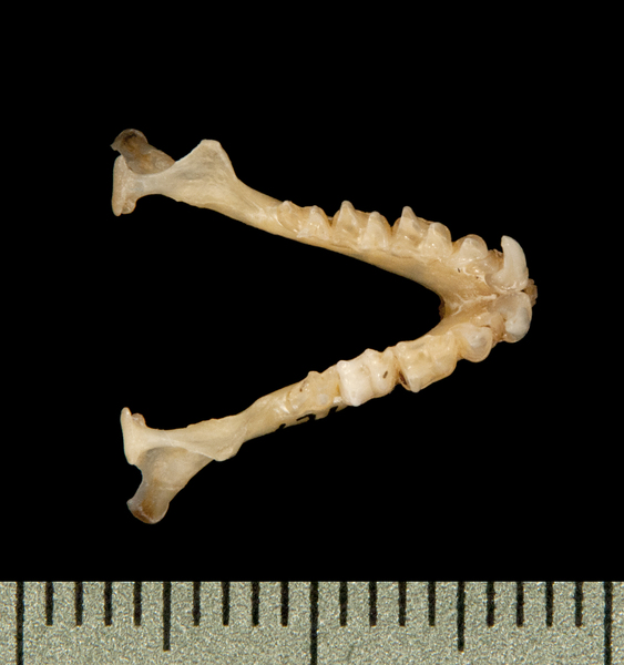 lower_dorsal6293