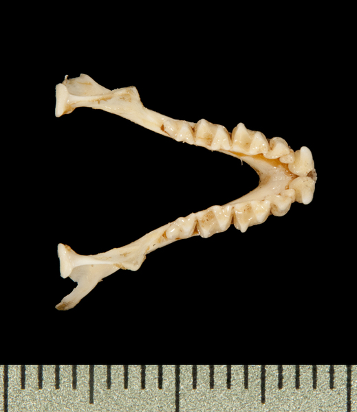 Deuterostomia