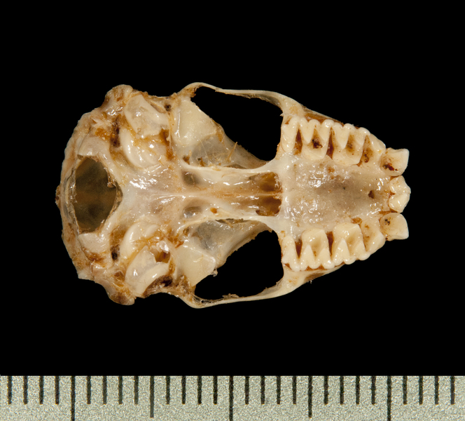 ventral6296