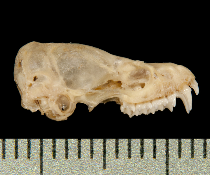 Craniata