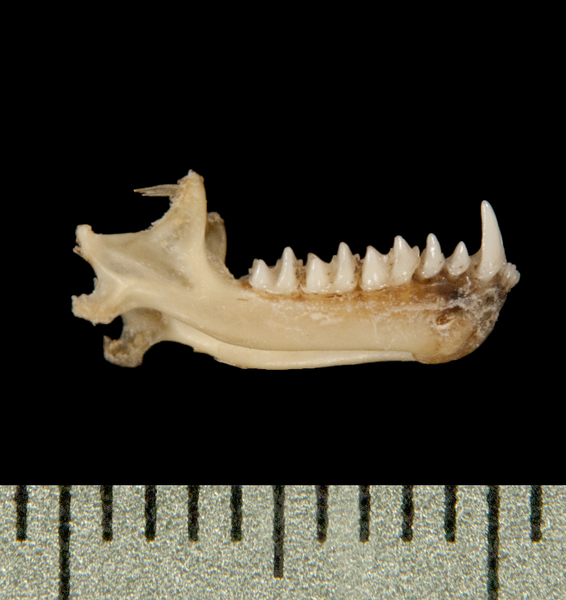 Craniata