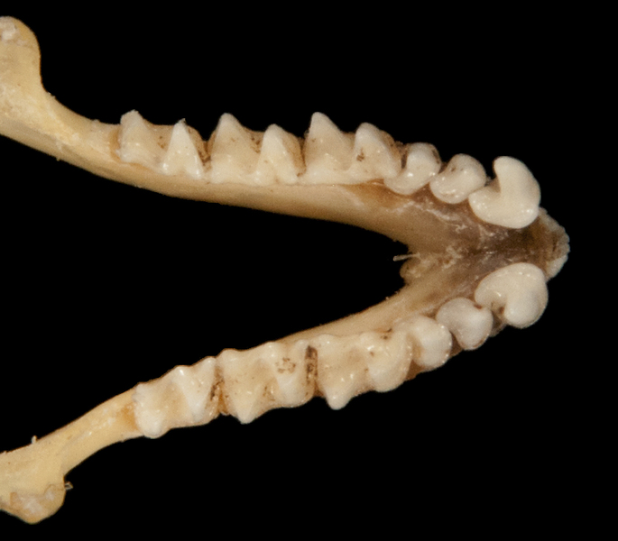 Eumetazoa