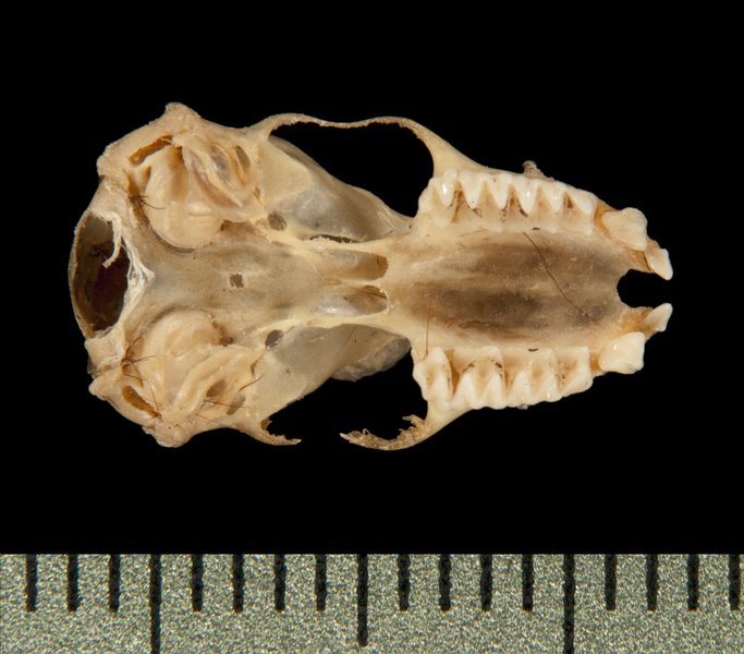 ventral6315