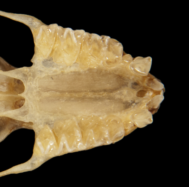 Deuterostomia