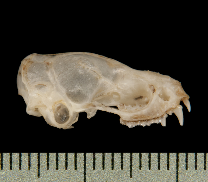 Craniata