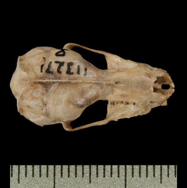 Craniata