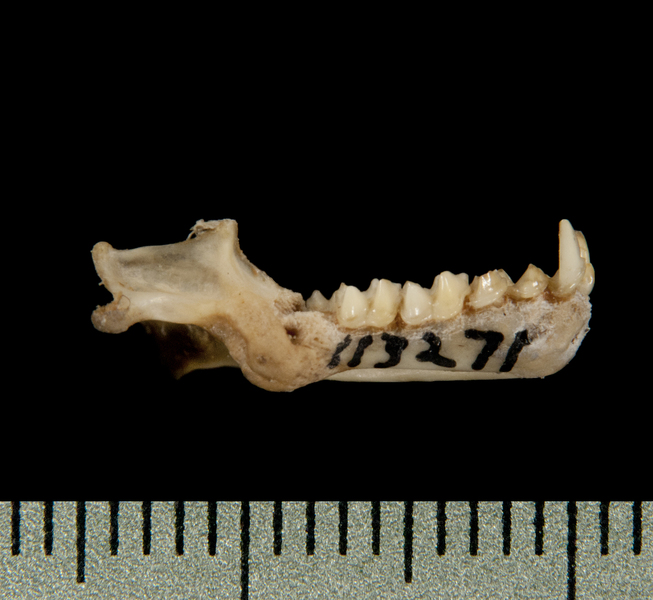 Craniata