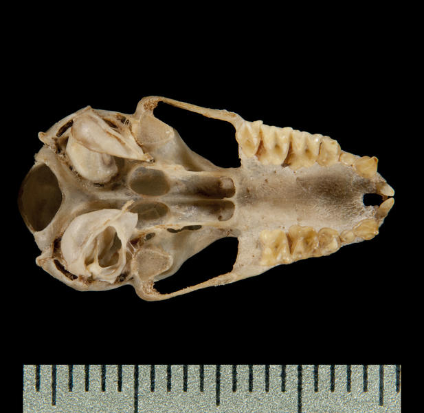 ventral6353