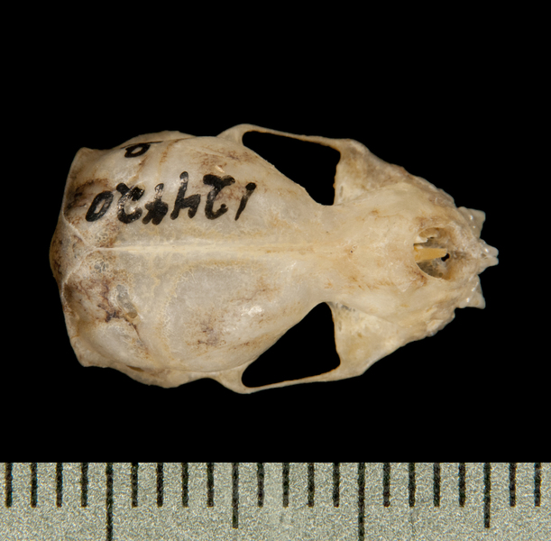 Craniata