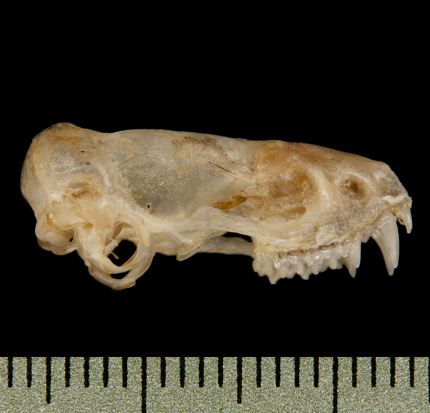 Craniata