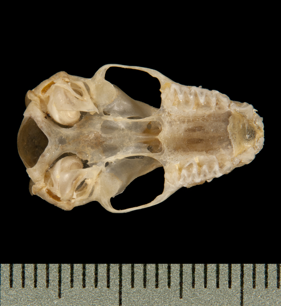 ventral6326