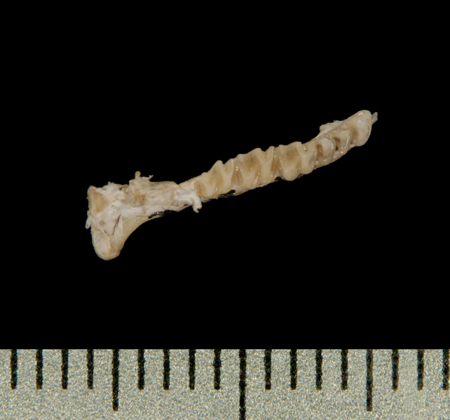 Vertebrata