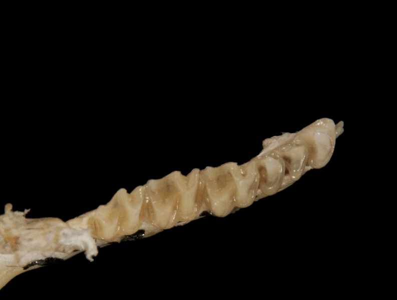 Deuterostomia