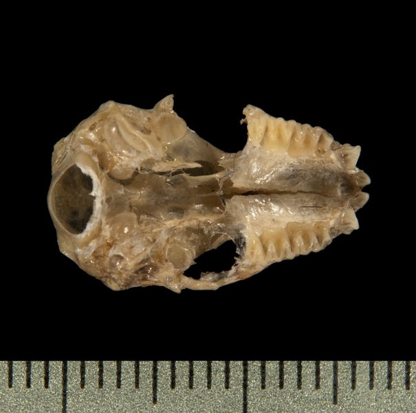 ventral6360