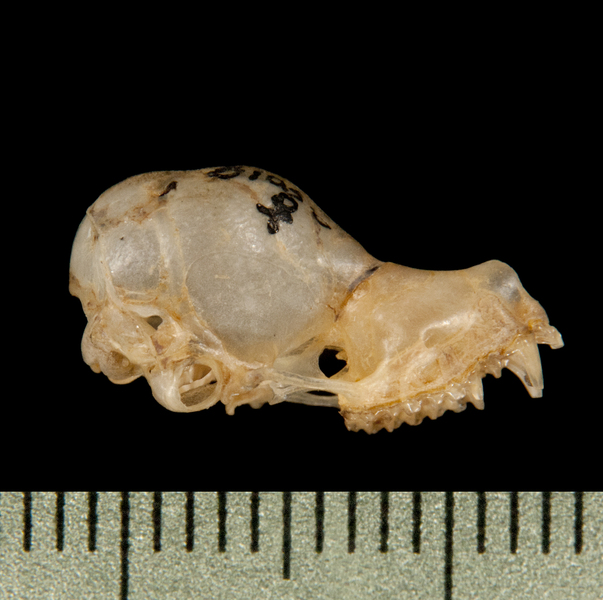 Craniata