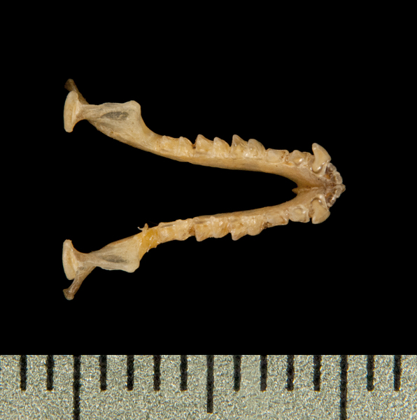 lower_dorsal6376