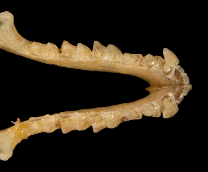 Deuterostomia