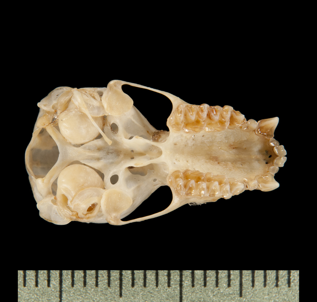 ventral6367