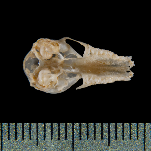 ventral5304