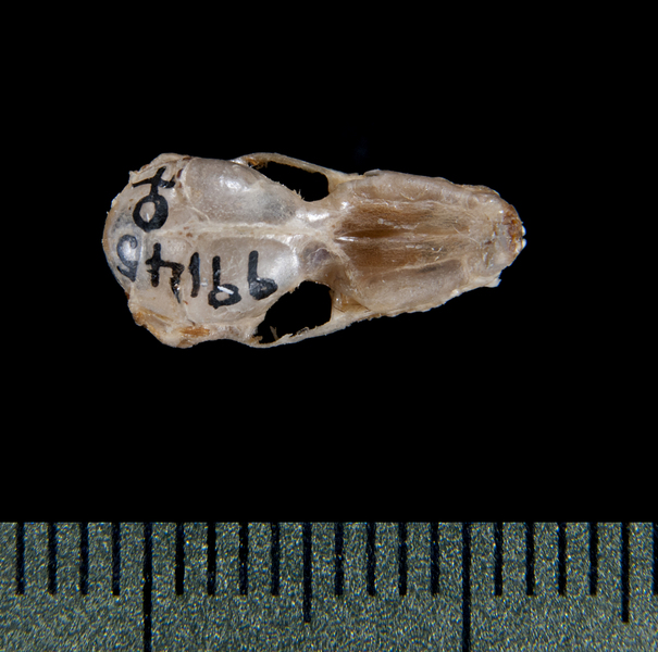 dorsal5276