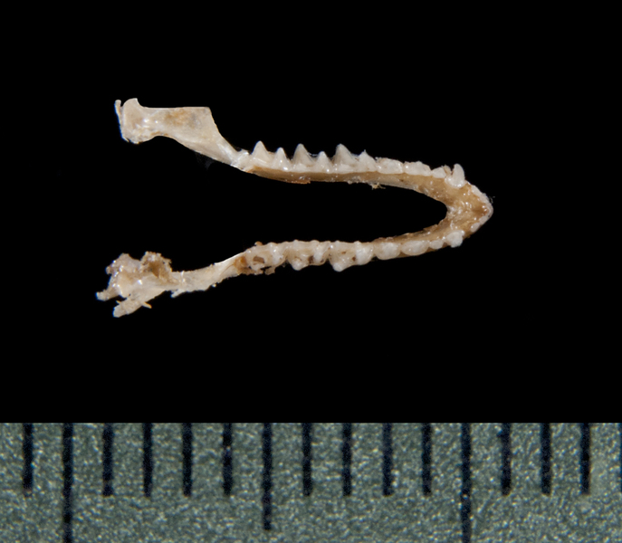 lower_dorsal5283