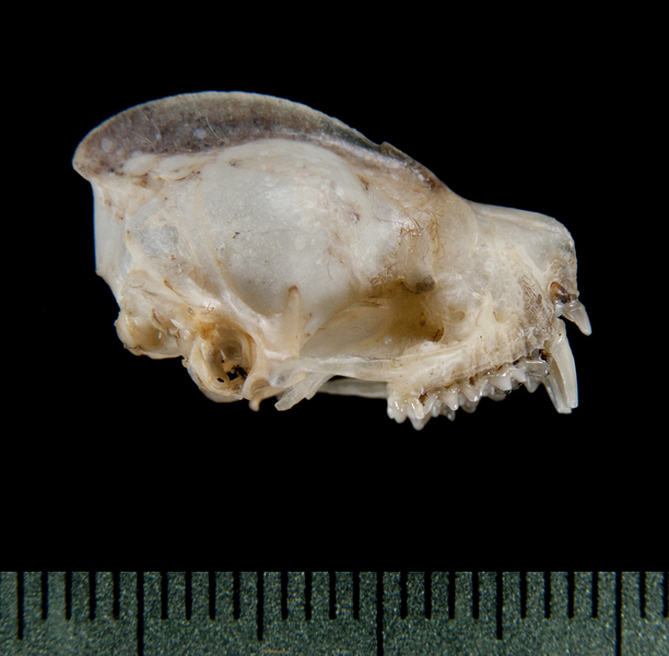 Eumetazoa