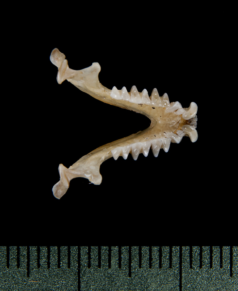 lower_dorsal5291