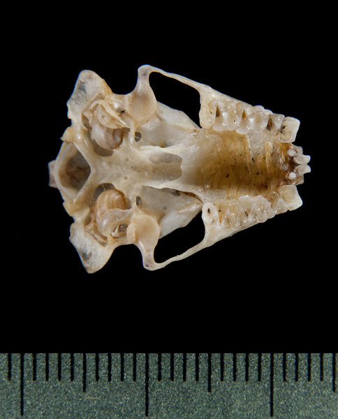 Craniata