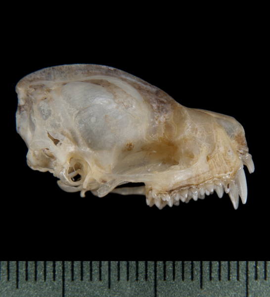 Craniata