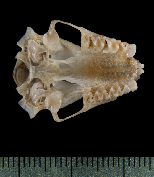 ventral5295