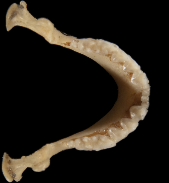 Craniata