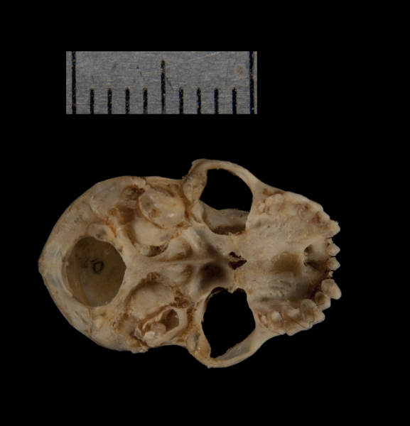 ventral5187