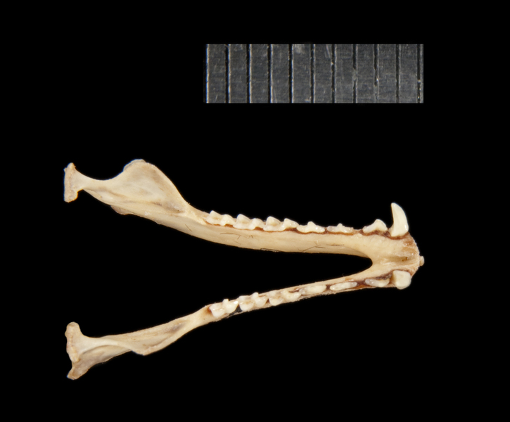 lower_dorsal5203