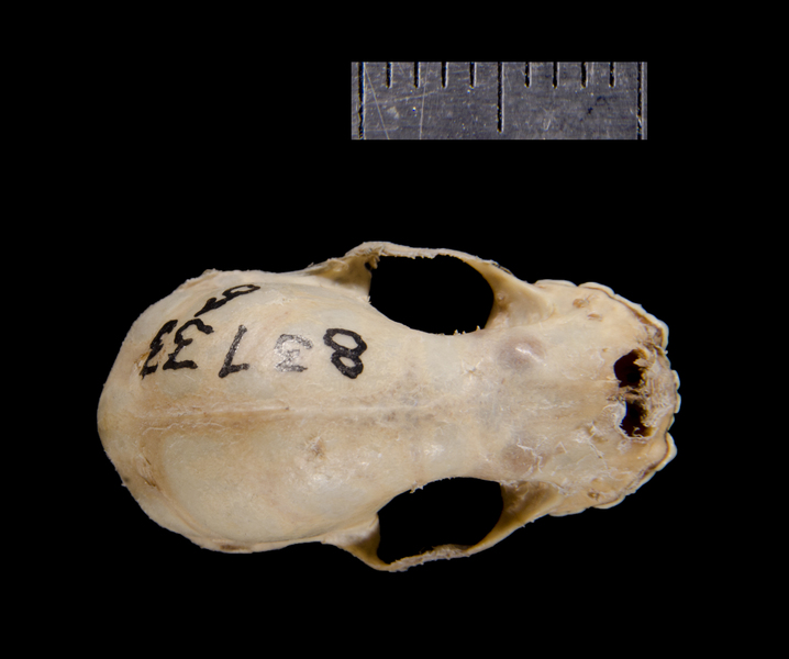 dorsal0150