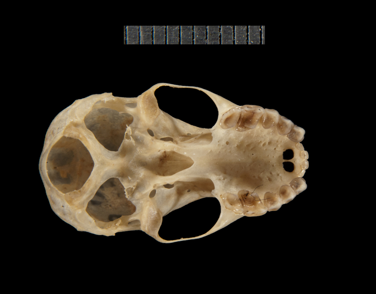 ventral5227