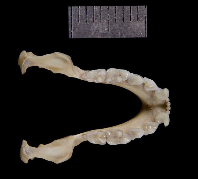 lower_dorsal0137