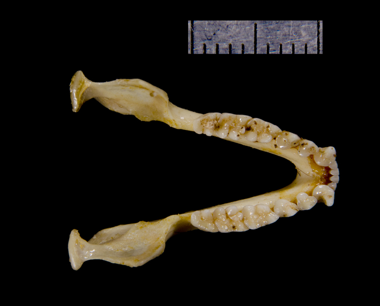 lower_dorsal0166