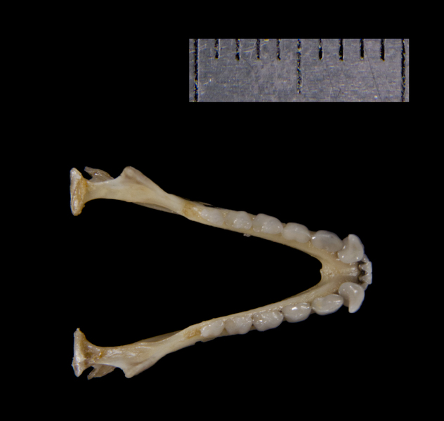 lower_dorsal0207