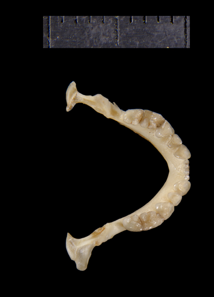 Euteleostomi