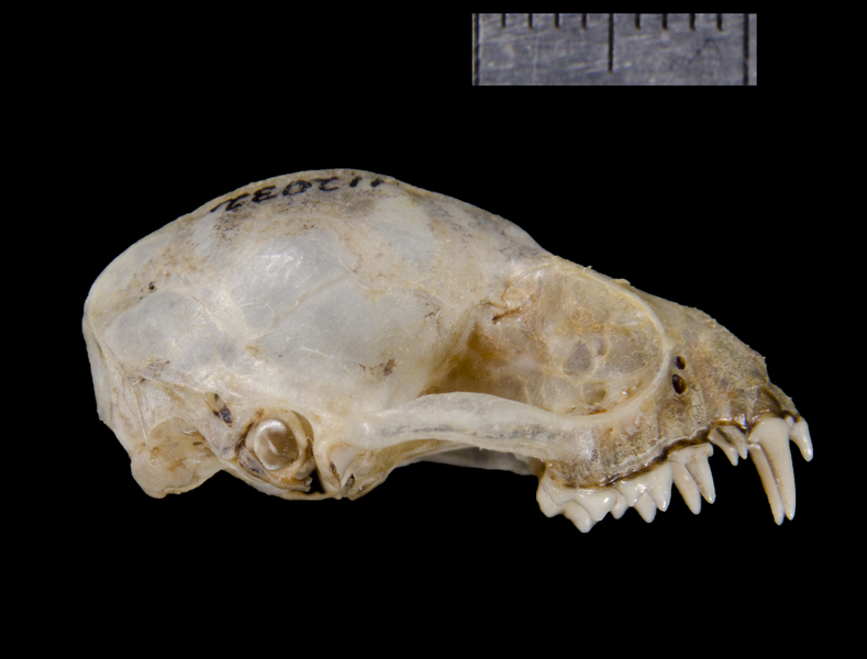 Craniata