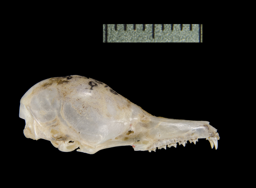 Craniata